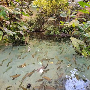 Biodôme Montréal - Tropical Rainforest - Fishes
