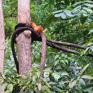 Biodôme Montréal - Tropical Rainforest - Golden lion tamarins