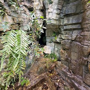 Biodôme Montréal - Tropical Rainforest - Alcove