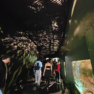 Biodôme Montréal - Tropical Rainforest - Nocturnal area