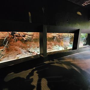 Biodôme Montréal - Tropical Rainforest - Uaru tank