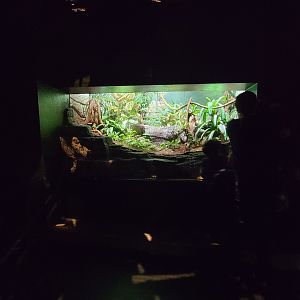 Biodôme Montréal - Tropical Rainforest - Emerald tree pythons, PDFs