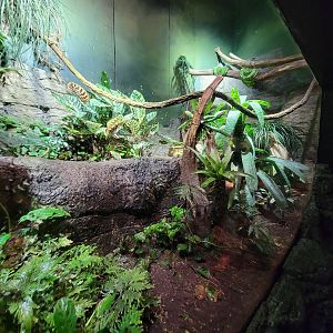 Biodôme Montréal - Tropical Rainforest - Emerald tree pythons, PDFs