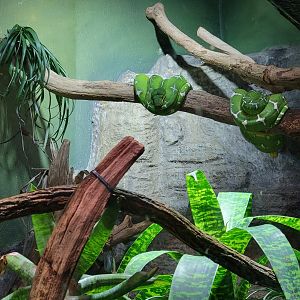 Biodôme Montréal - Tropical Rainforest - Emerald tree pythons, PDFs