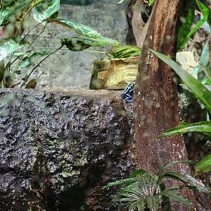 Biodôme Montréal - Tropical Rainforest - Dyeing PDF