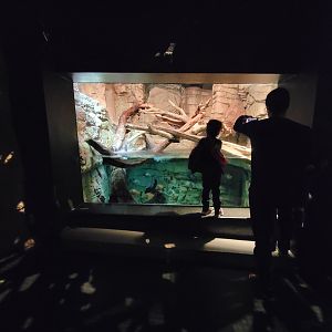 Biodôme Montréal - Tropical Rainforest - Piranhas, yellow anaconda