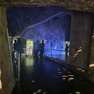 Biodôme Montréal - Tropical Rainforest - Bats, on both sides of the path