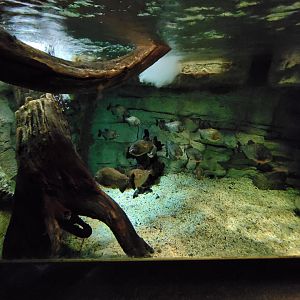 Biodôme Montréal - Tropical Rainforest - Piranhas, yellow anaconda
