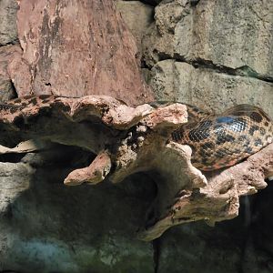 Biodôme Montréal - Tropical Rainforest - Piranhas, yellow anaconda