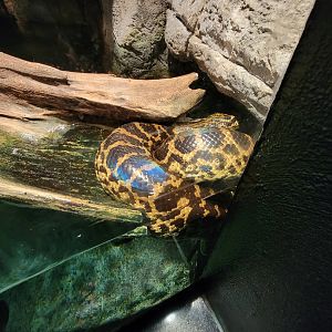 Biodôme Montréal - Tropical Rainforest - Yellow anaconda