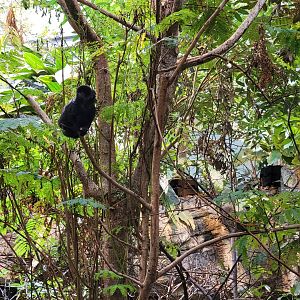 Biodôme Montréal - Tropical Rainforest - Callimico / Goeldi's marmoset