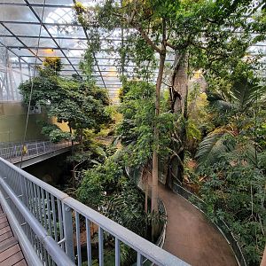 Biodôme Montréal - Tropical Rainforest - From ramp to second floor