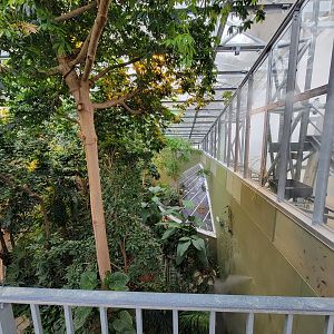 Biodôme Montréal - Tropical Rainforest - From ramp to second floor