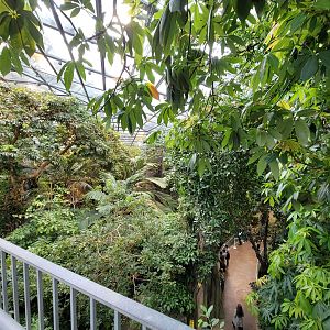Biodôme Montréal - Tropical Rainforest - From ramp to second floor
