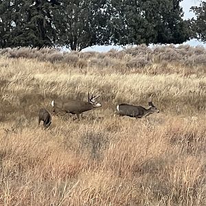 Mule Deer - Colorado