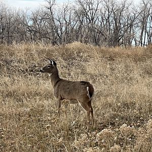 Whitetail Deer - Colorado
