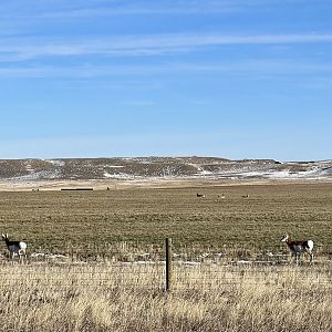 Pronghorn - Wyoming