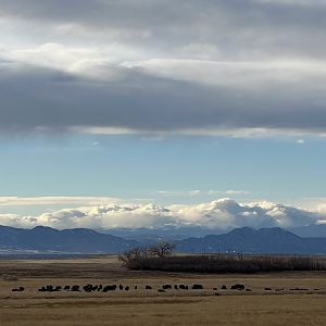 Plains Bison - Colorado