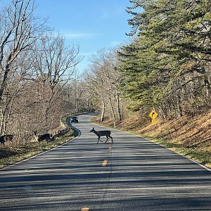 Whitetail Deer - Virginia