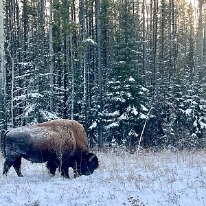 Wood Bison - British Columbia