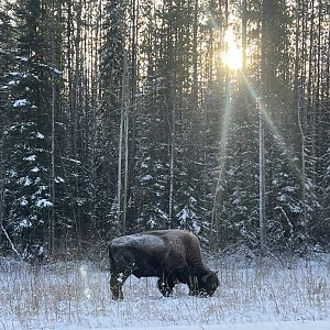 Wood Bison - British Columbia