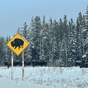 Wood Bison - British Columbia