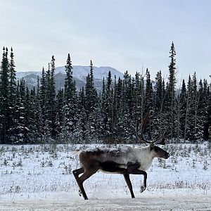 Caribou - British Columbia