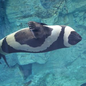 Ribbon seal (Histriophoca fasciata)