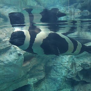 Ribbon seal (Histriophoca fasciata)