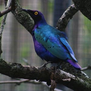 Purple glossy starling