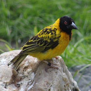 Village weaver