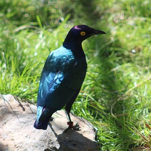 Purple glossy starling