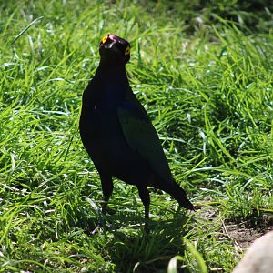 Purple glossy starling