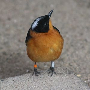 Snowy-crowned robin-chat