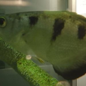 Banded archerfish