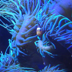 Ocellaris clownfish in anemone