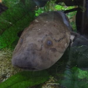 West African lungfish