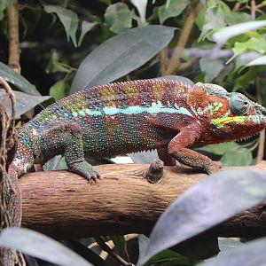 Panther chameleon