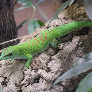 Phelsuma grandis