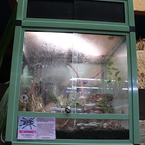 Poecilotheria regalis tank
