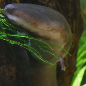 Two-toed amphiuma