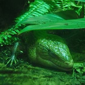 Common blue-tongued skink