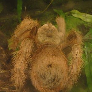 Goliath birdeating spider