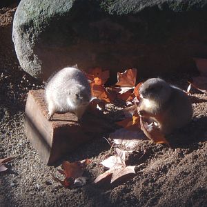 Black-tailed prairie dog