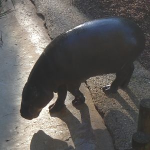 Pygmy hippopotamus