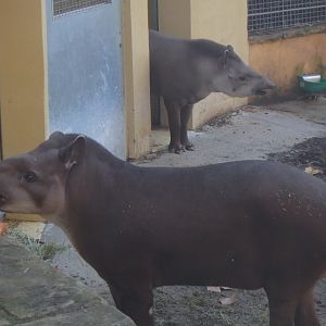 Brazilian tapirs