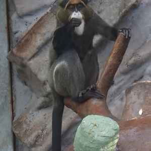 De Brazza's monkey