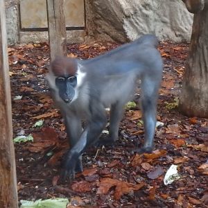 Cherry-crowned mangabey