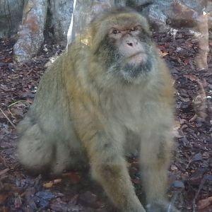 Barbary macaque
