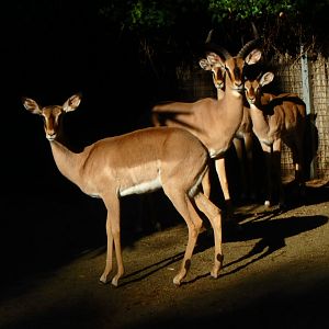 Black-faced impalas